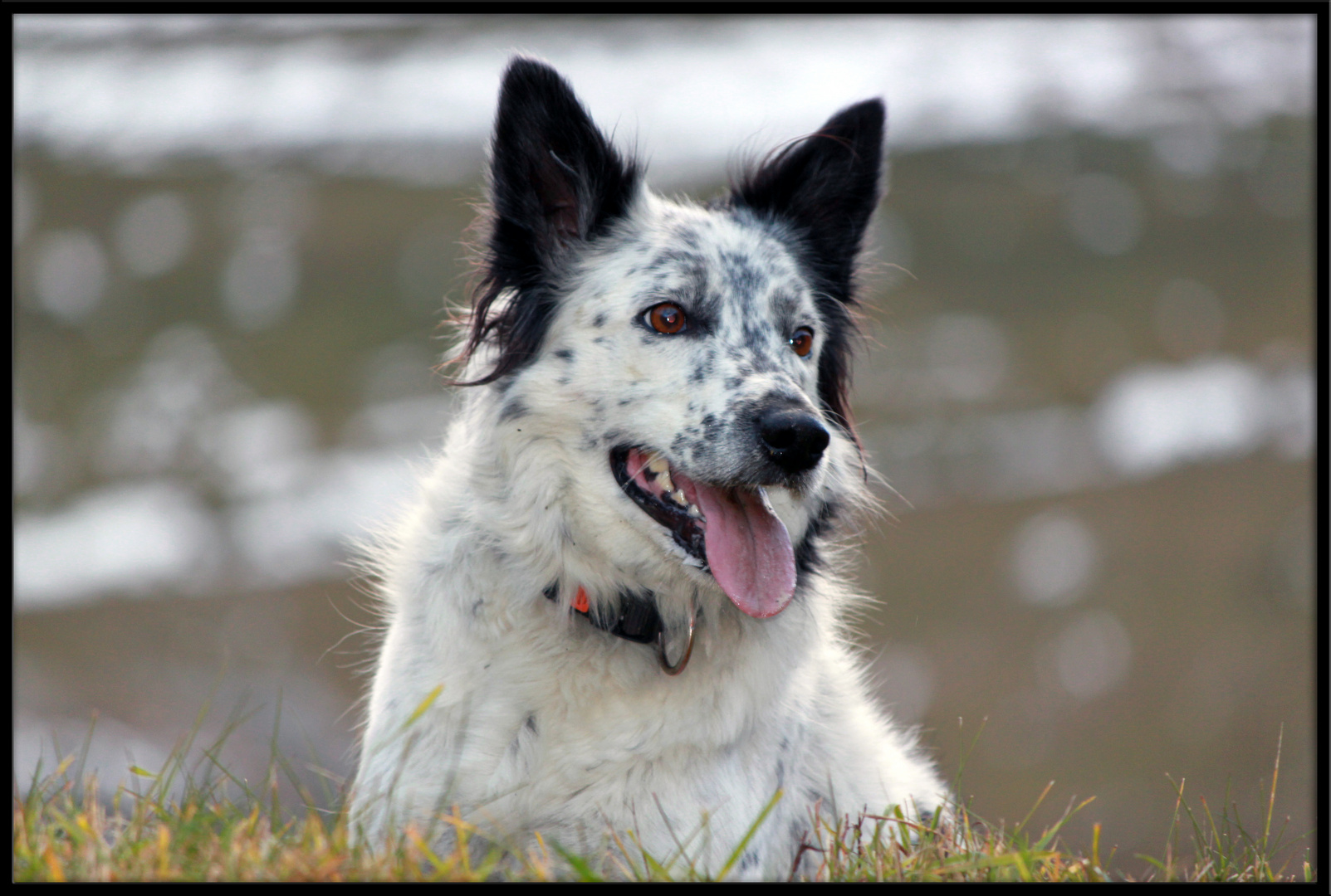 Border Collie