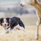 Border Collie bei der Arbeit