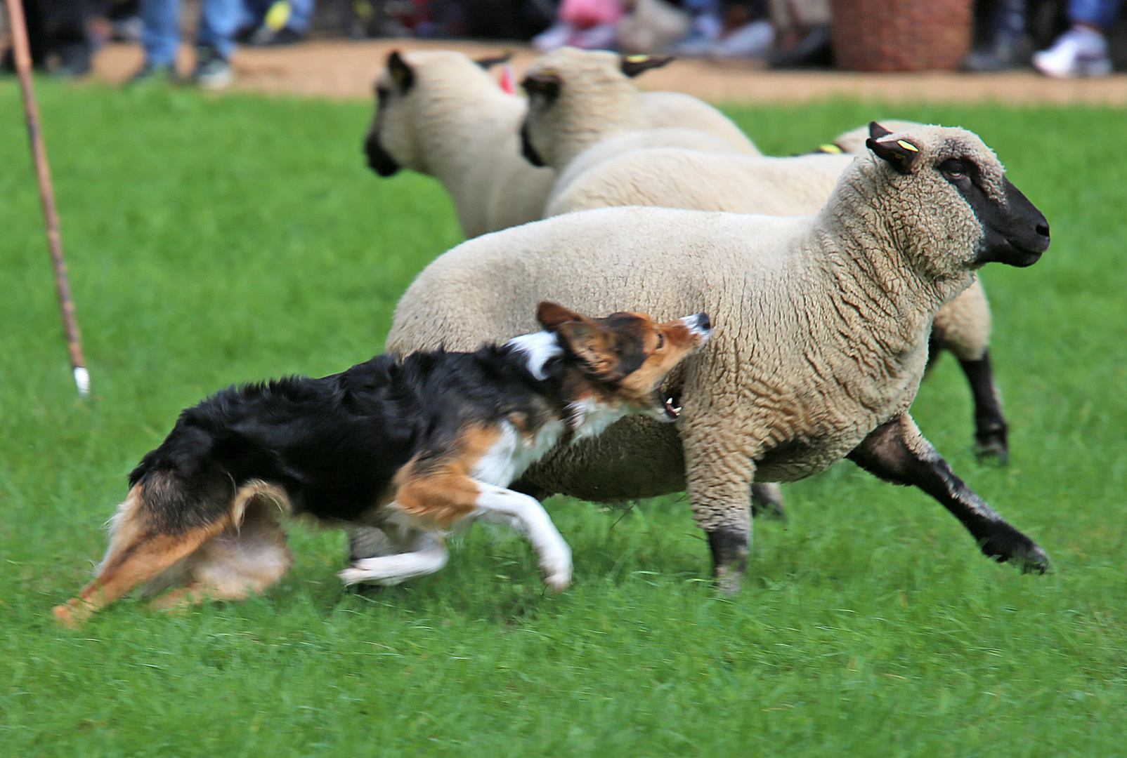 Border Collie bei der Arbeit