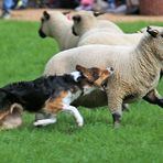 Border Collie bei der Arbeit