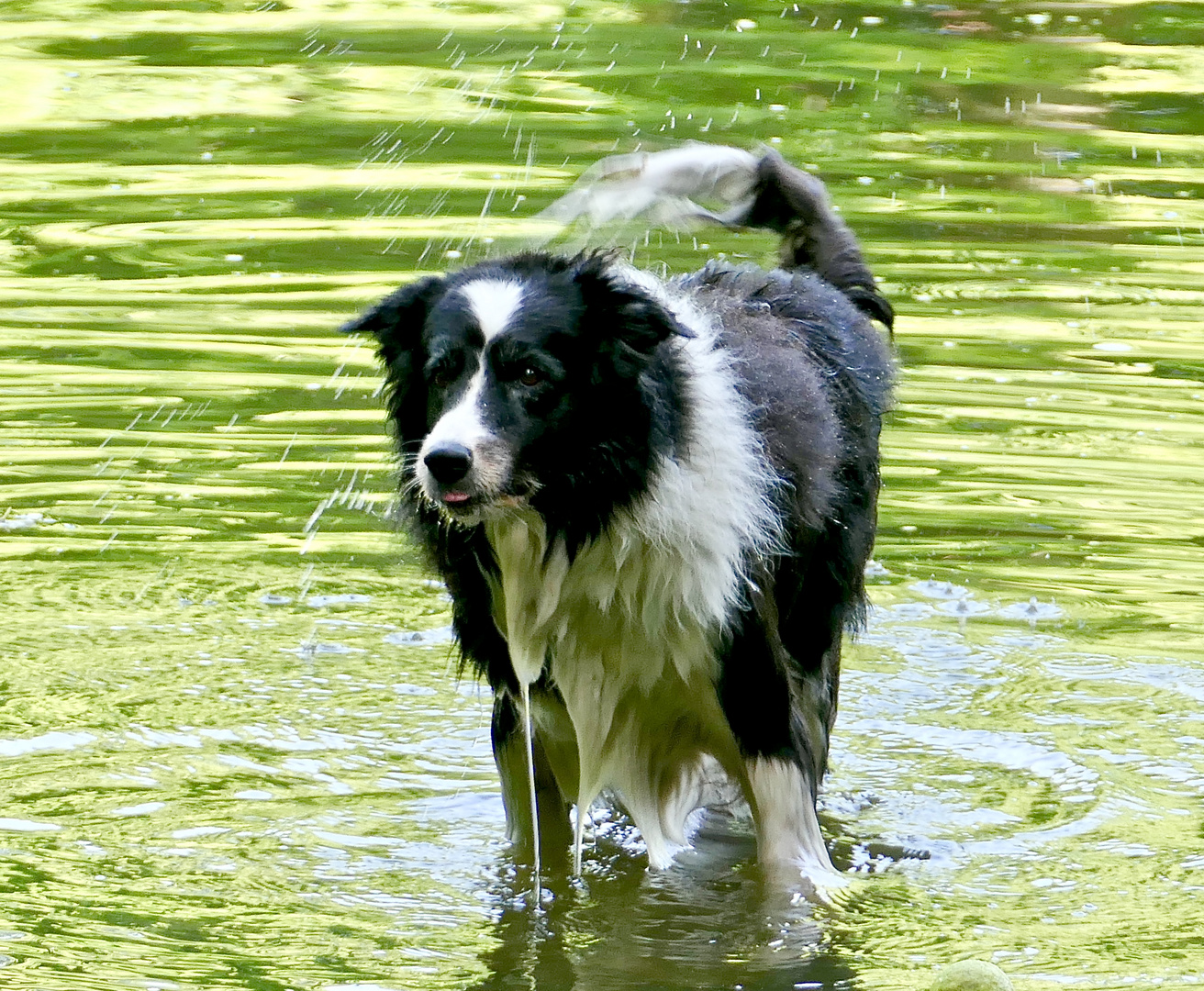 Border Collie bei der Arbeit 