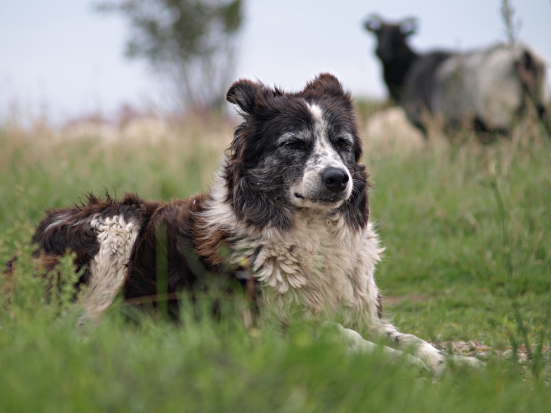 Border Collie bei der Arbeit