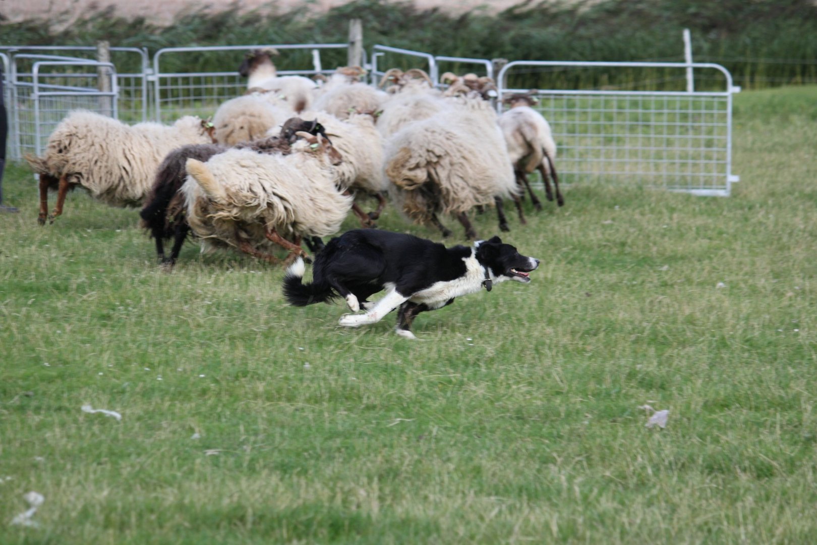 ...Border Collie bei der Arbeit...