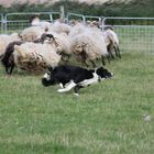 ...Border Collie bei der Arbeit...