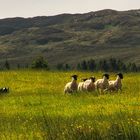 Border Collie bei der Arbeit