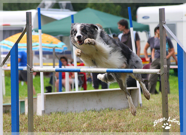 Border Collie beim Agility