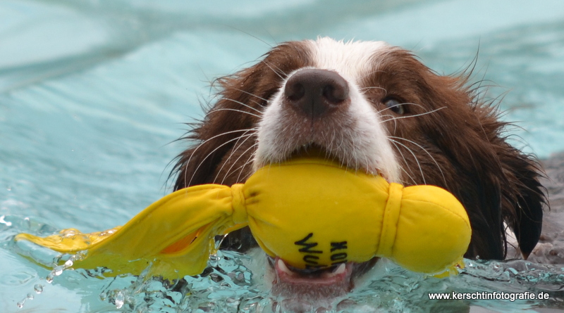 Border Collie beim Bamberger Hundebadetag