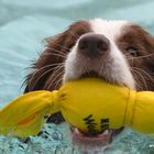 Border Collie beim Bamberger Hundebadetag