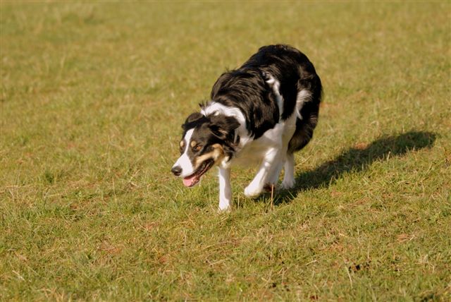 Border Collie beim Hüten