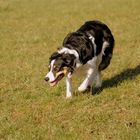 Border Collie beim Hüten