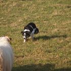 Border Collie beim Hüten