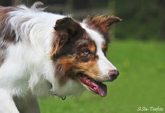 Border Collie beim Schafehüten