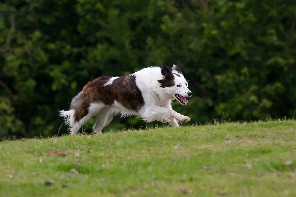 Border Collie beim Schafetreiben