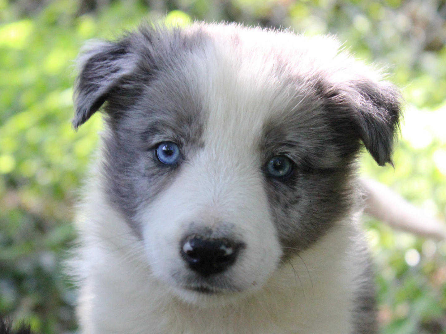 border collie bleu merle