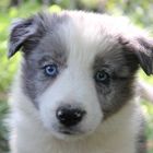 border collie bleu merle