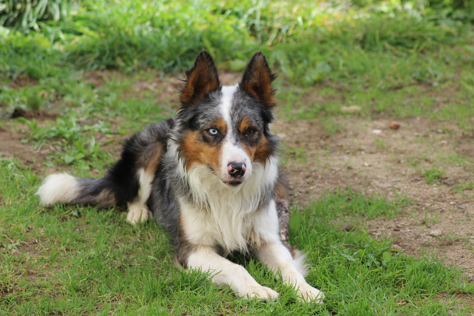 Border collie bleu merle tricolore