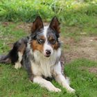 Border collie bleu merle tricolore