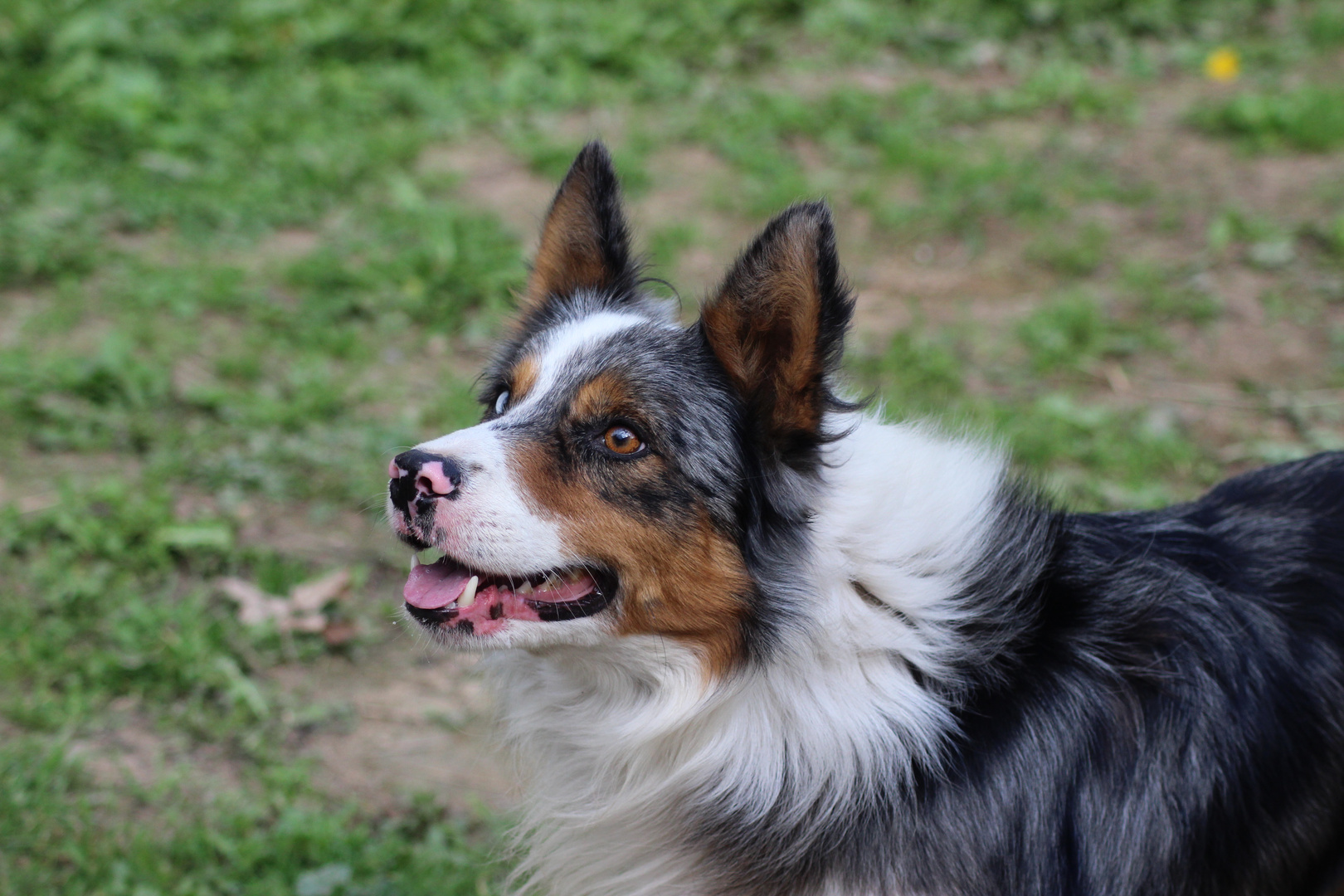 Border collie bleu merle tricolore