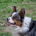 Border collie bleu merle tricolore