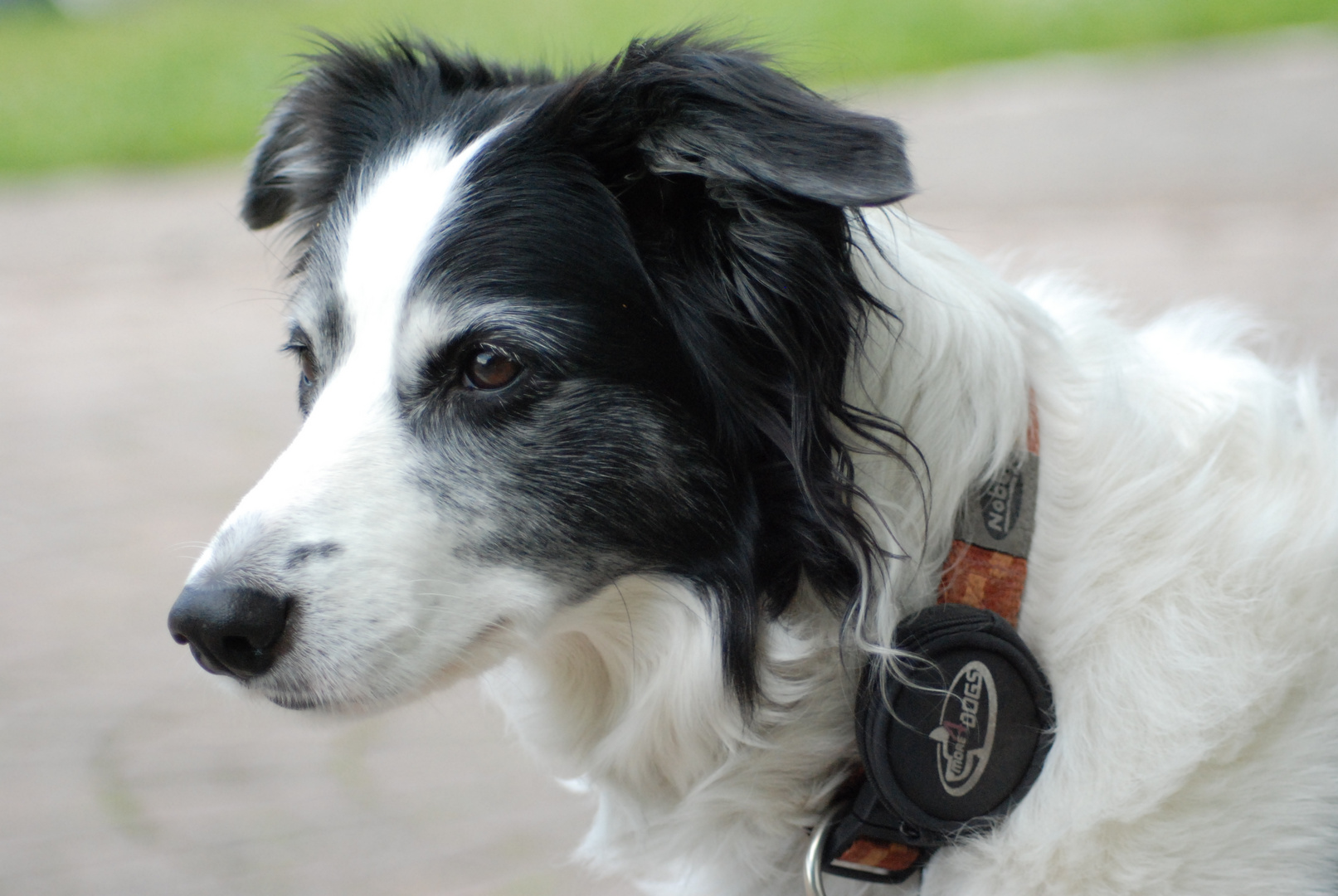 Border Collie Bonnie