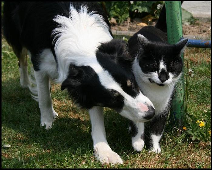 Border Collie & Border Katze