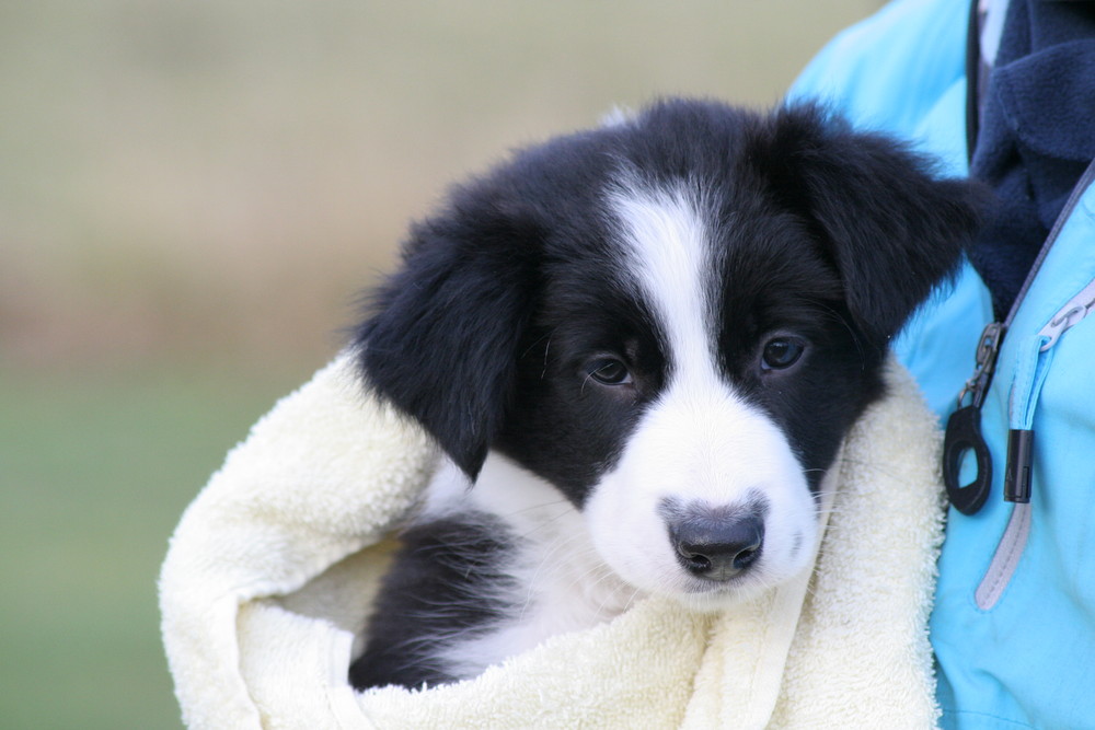 ***Border-Collie***