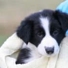 ***Border-Collie***