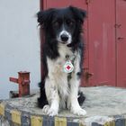 Border Collie - Chason - Rettungshund
