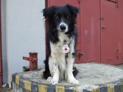 Border Collie - Chason - Rettungshund