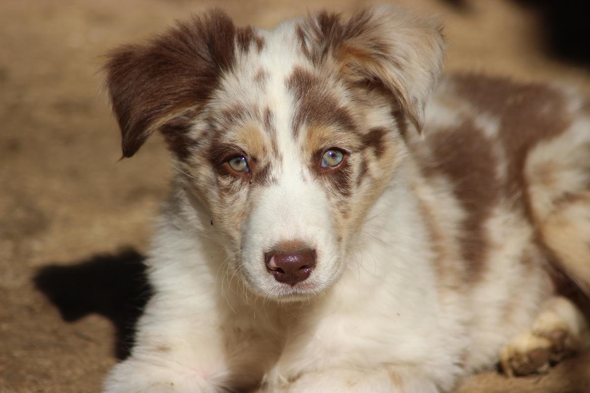 Border collie chiot rouge merle