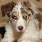 Border collie chiot rouge merle