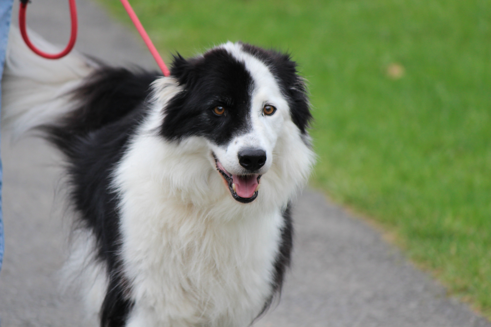 Border Collie