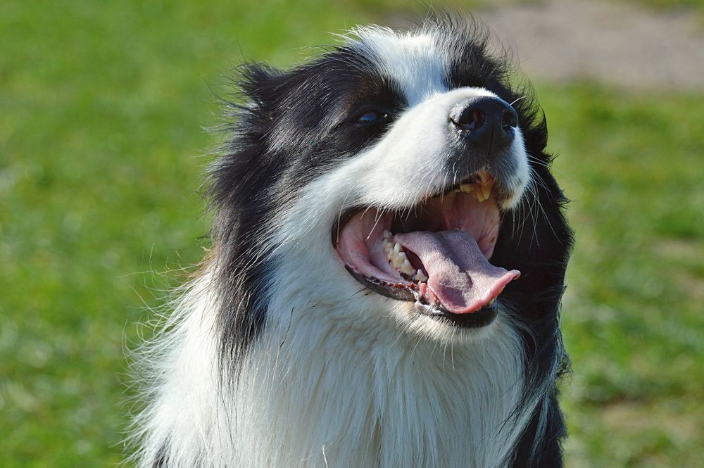 Border collie