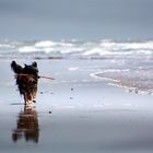 Border Collie Dame Anny mit 10 Jahren der erste Strandbesuch