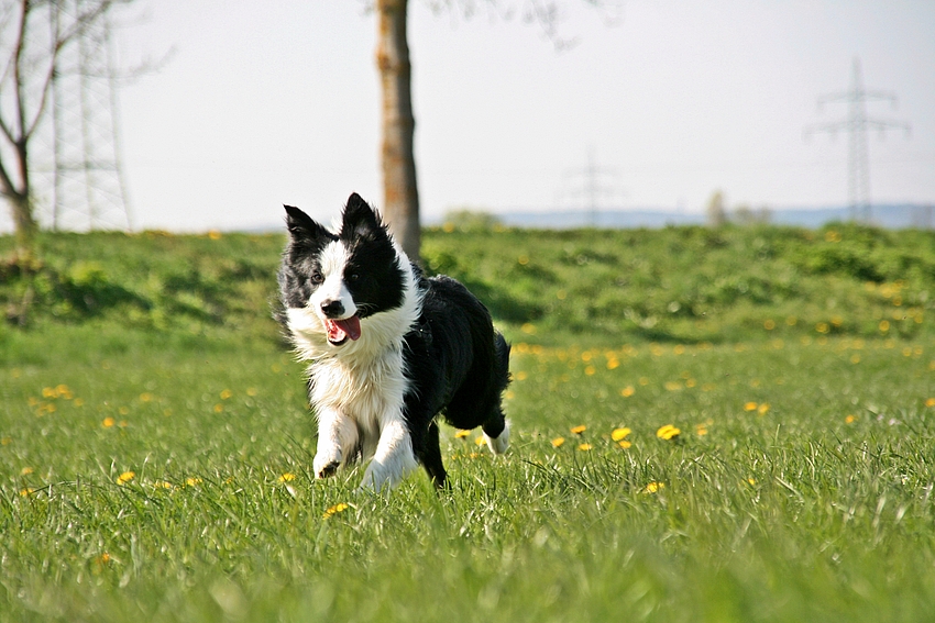 Border Collie Dargo !! -1-