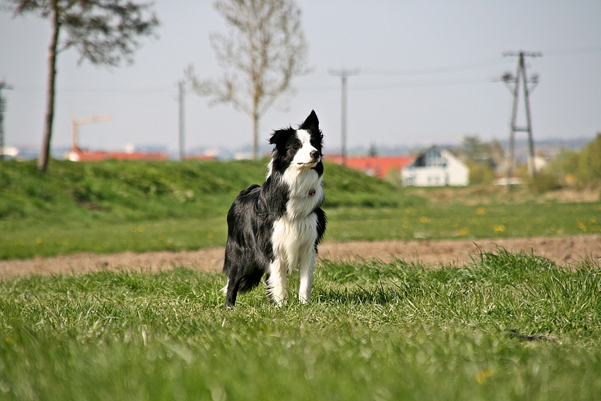 Border Collie Dargo !! -2-