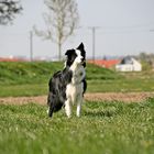 Border Collie Dargo !! -2-