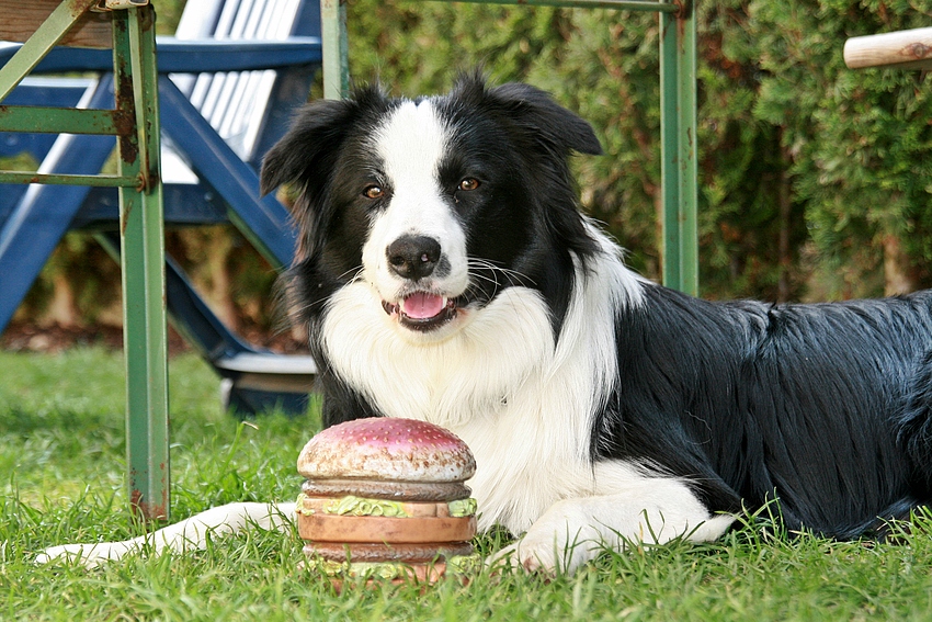 Border Collie Dargo und sein Hamburger !!