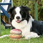 Border Collie Dargo und sein Hamburger !!