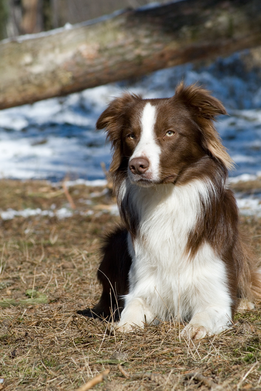 Border Collie