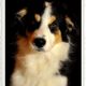 Border Collie Djego 4 Monate alt