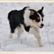 Border Collie Djego, 5 Monate alt