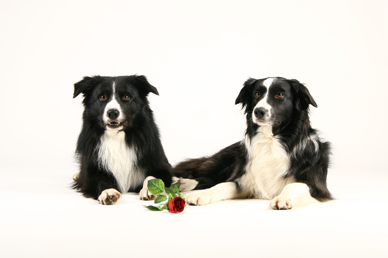 Border Collie Duo