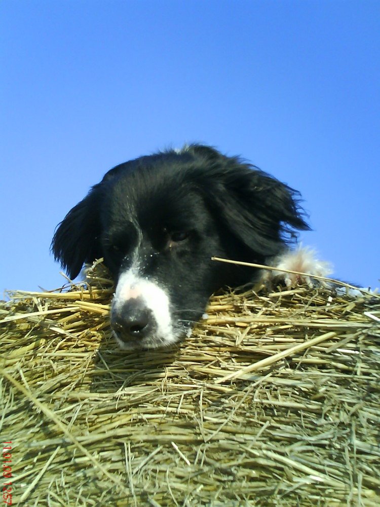 Border Collie