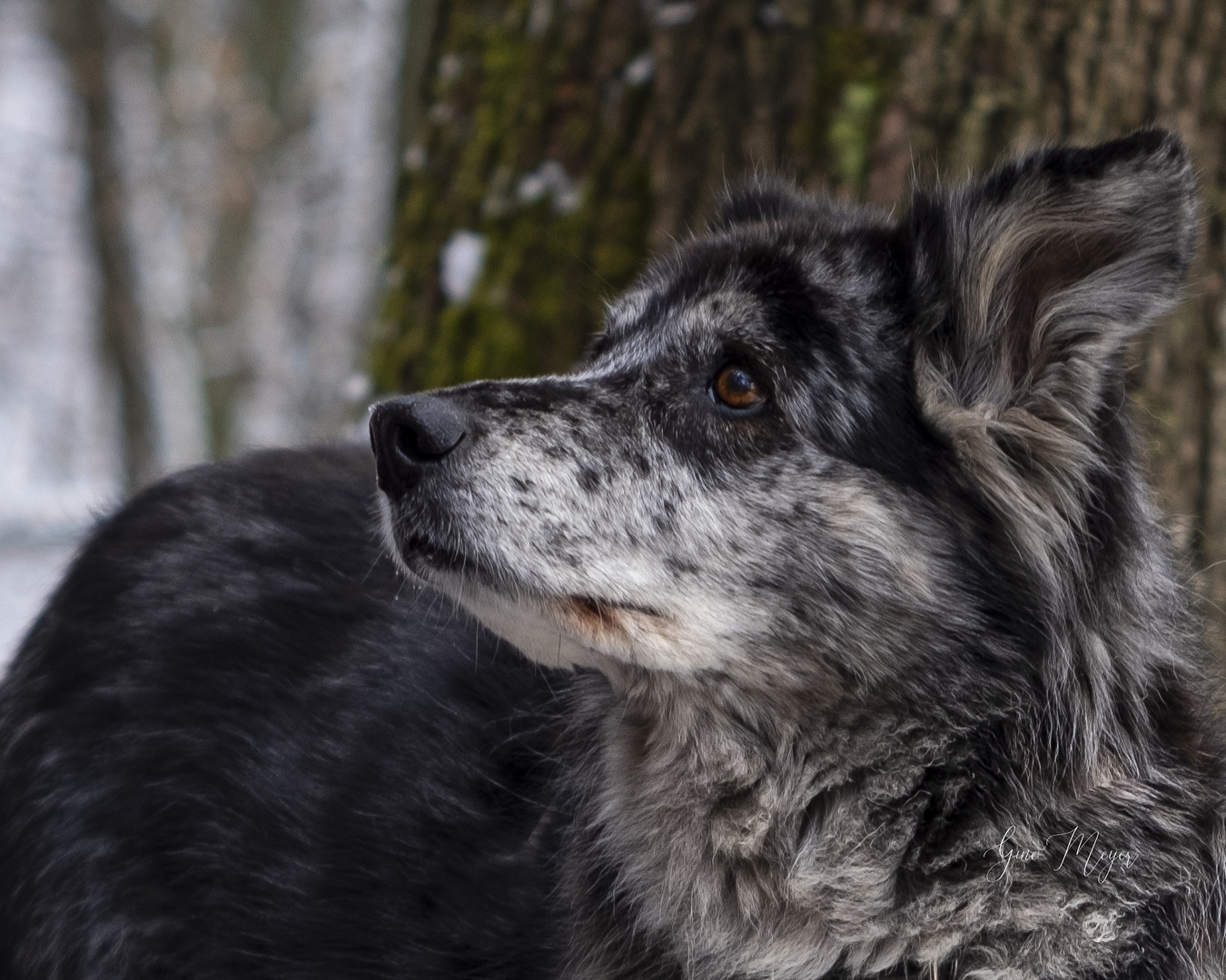 Border Collie