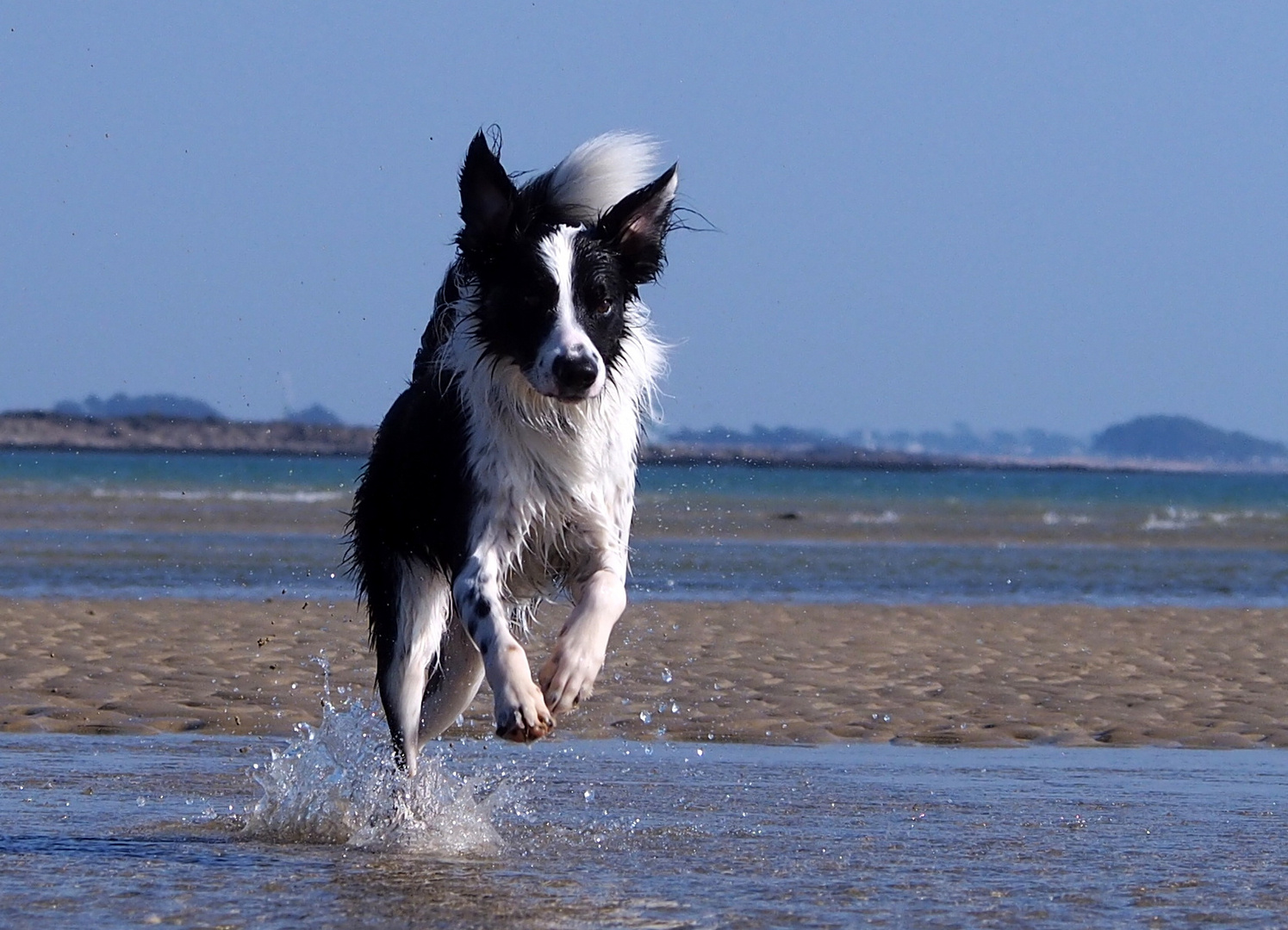 Border collie en action! photo et image animaux, animaux domestiques