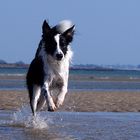 Border collie en action!