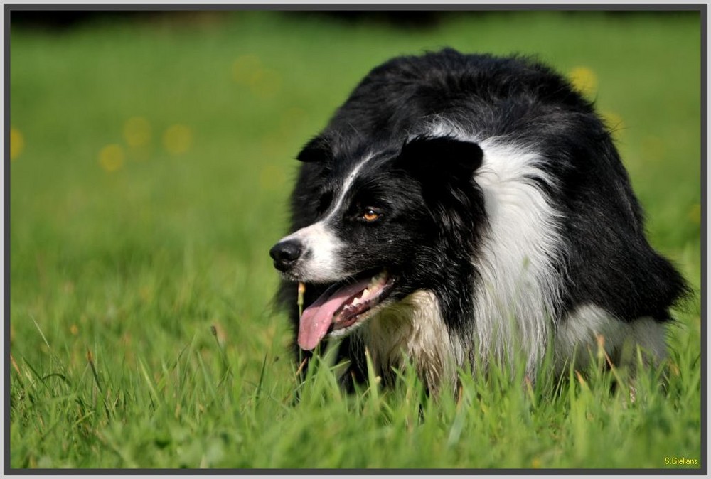 Border Collie - Es wird schneller - die Anforderungen steigen