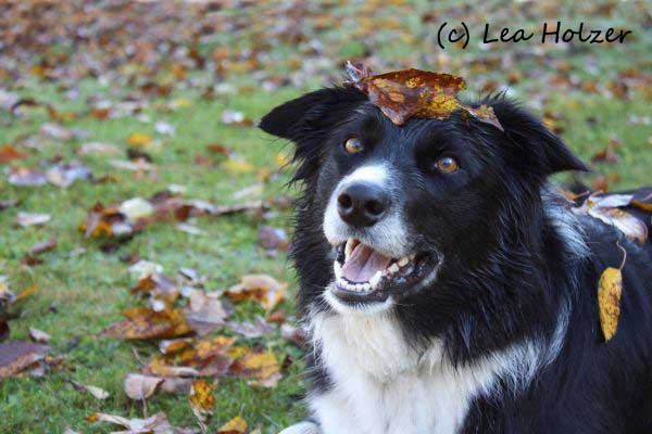 Border Collie