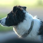 border collie